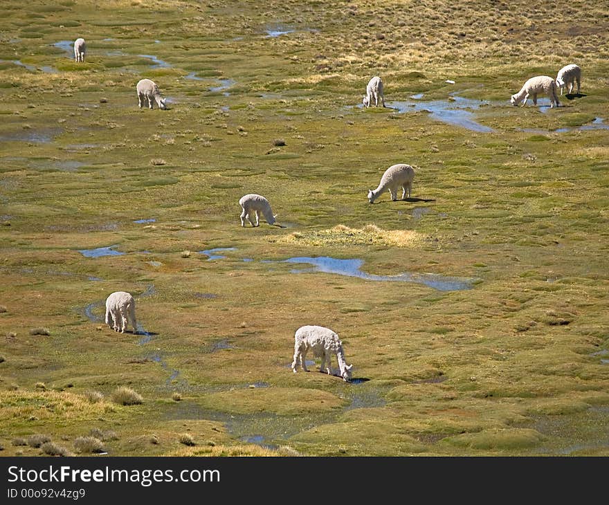 Alpacas pasture on the Andes grassland in Peru