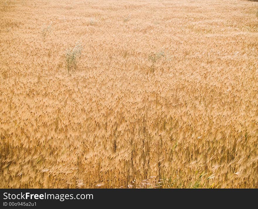 Wheat before harvest in a sunny day