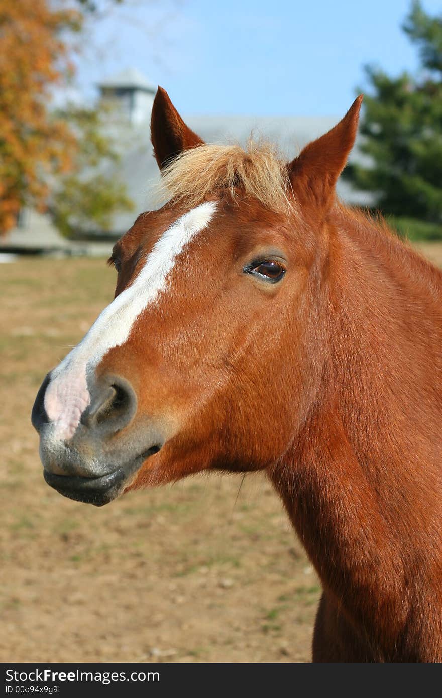 Inquisitive Horse