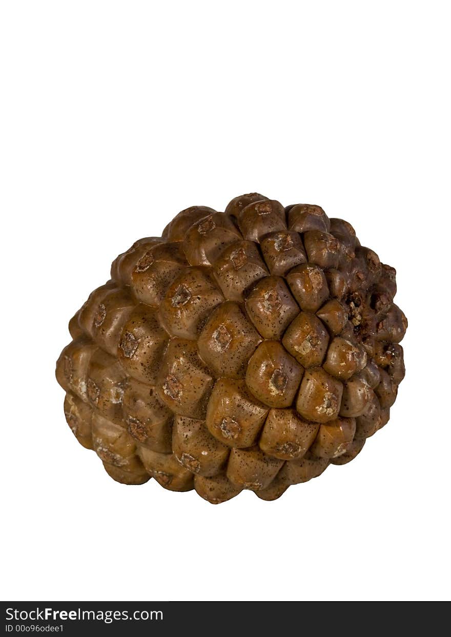 Pine Cone