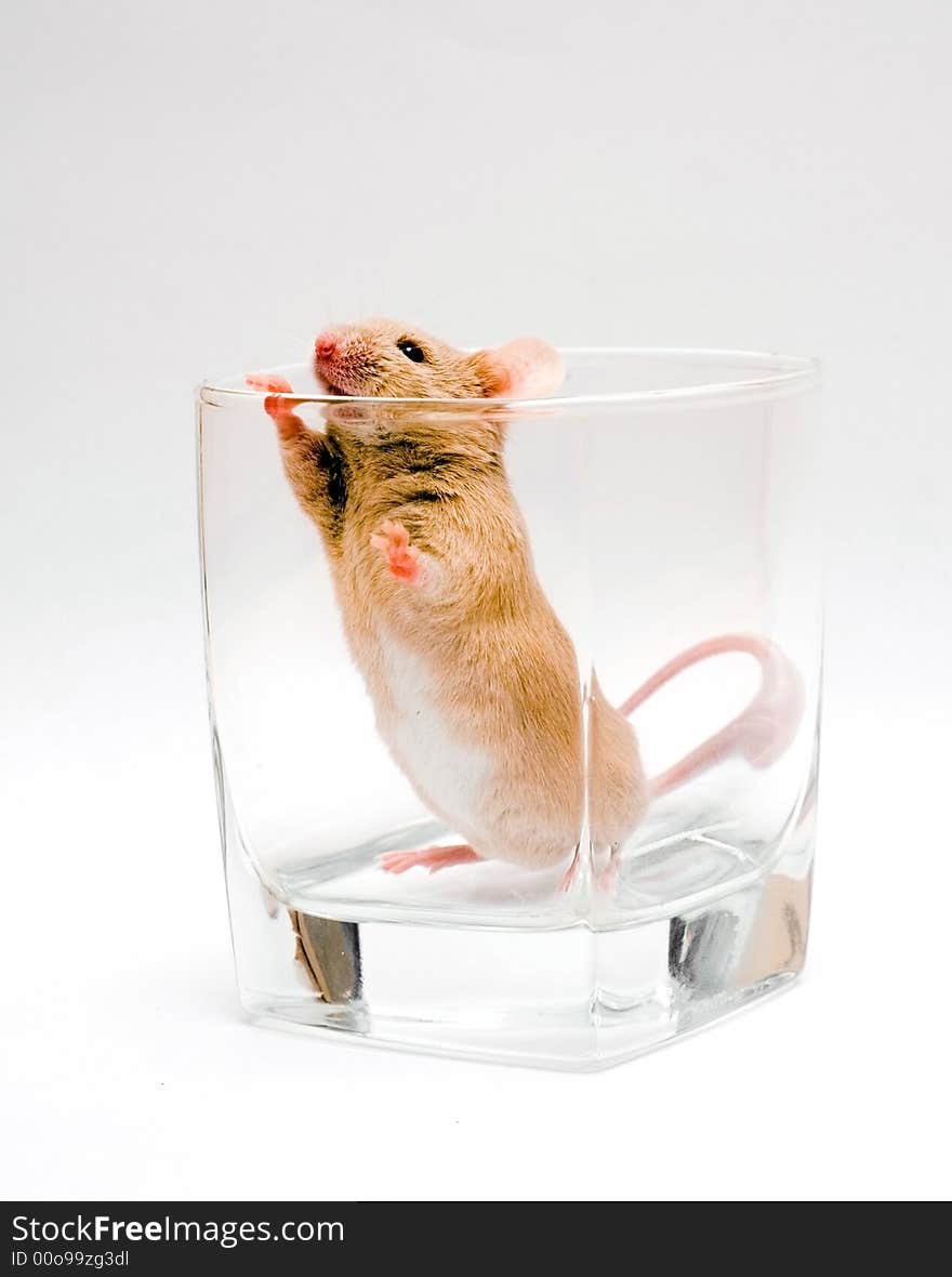 Red mouse in wiski glass. Red mouse in wiski glass