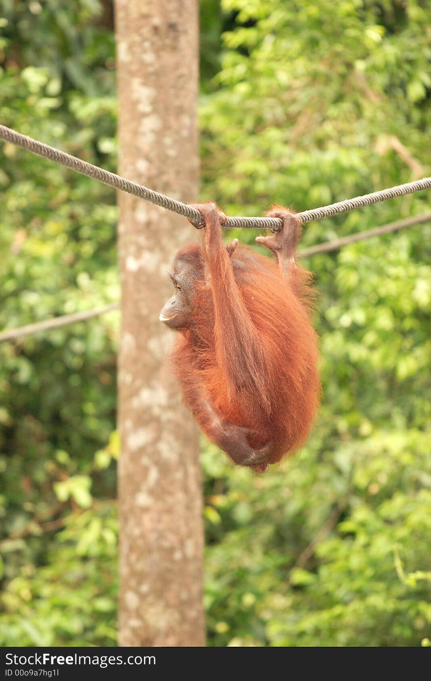 Adult Orang-Utan hanging from rope - Sepilok Rehabilitation Centre, Sabah, Malaysia