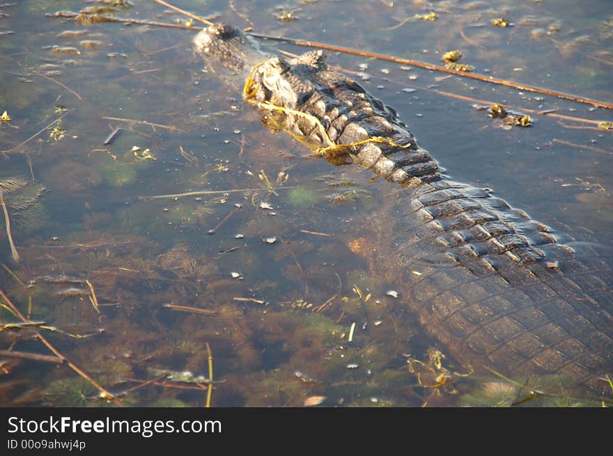 Alligator under water