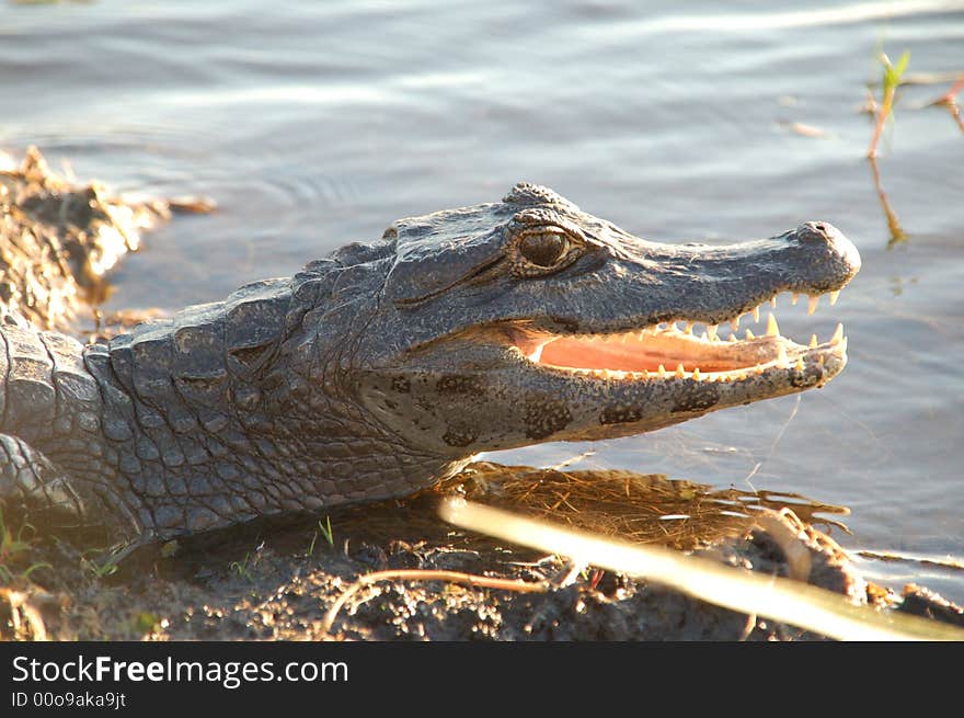 Alligator On The Watch