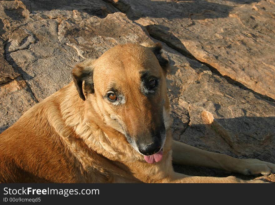 Tired dog resting on a rock ground in the early evening light