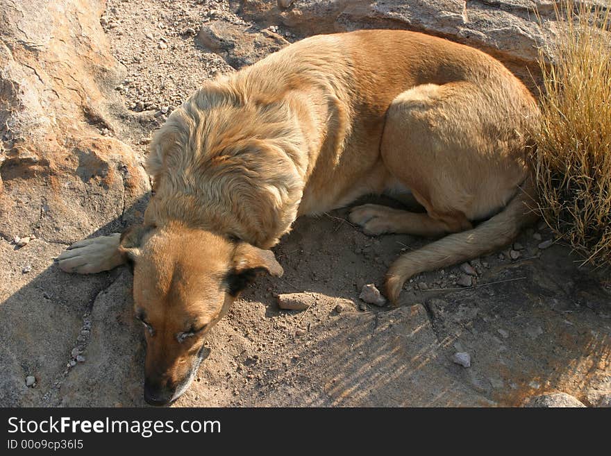 Tired dog having a sleep in the early evening sunlight. Tired dog having a sleep in the early evening sunlight