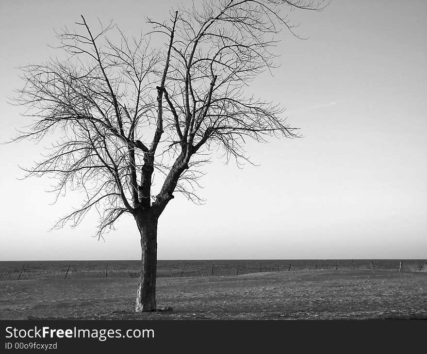 Beech tree on the beach in the dead of winter. Beech tree on the beach in the dead of winter.