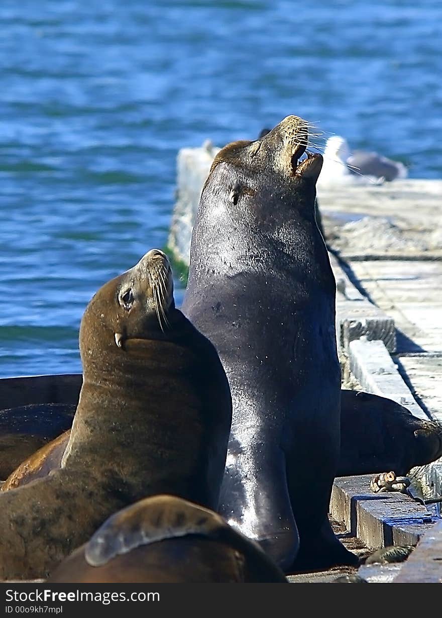 These two sea lions are barking in tandem