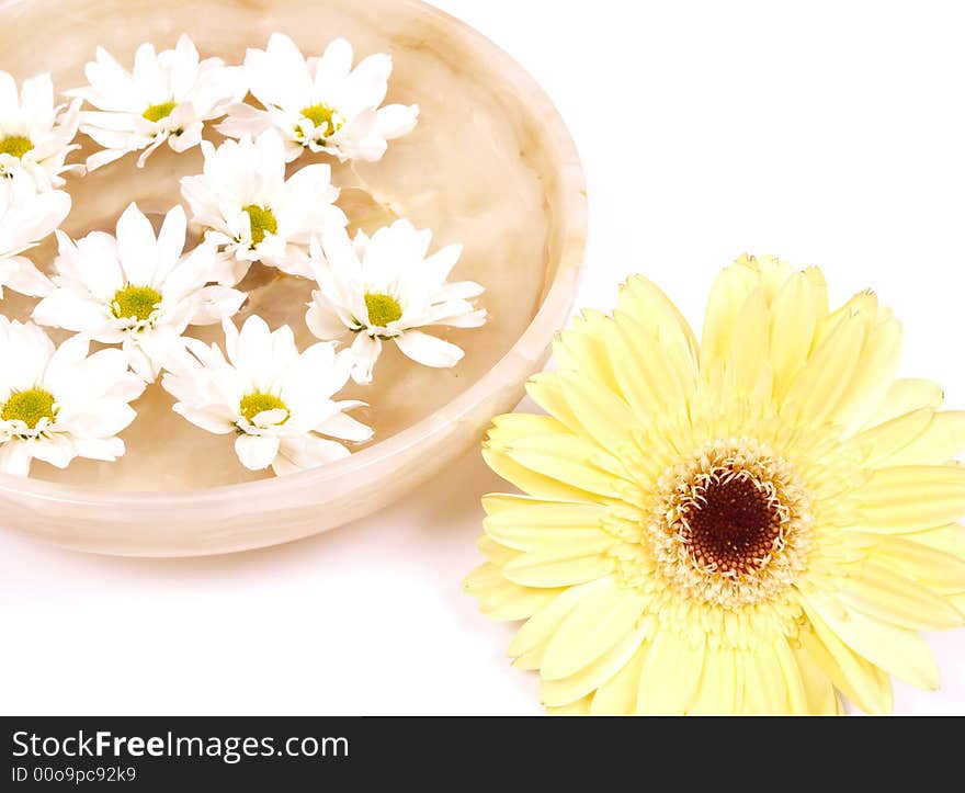 Daisies  in a bowl of water