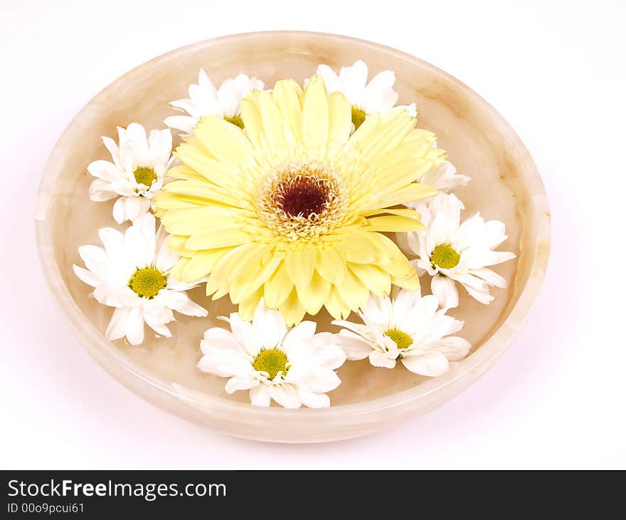 Daisies  In A Bowl Of Water