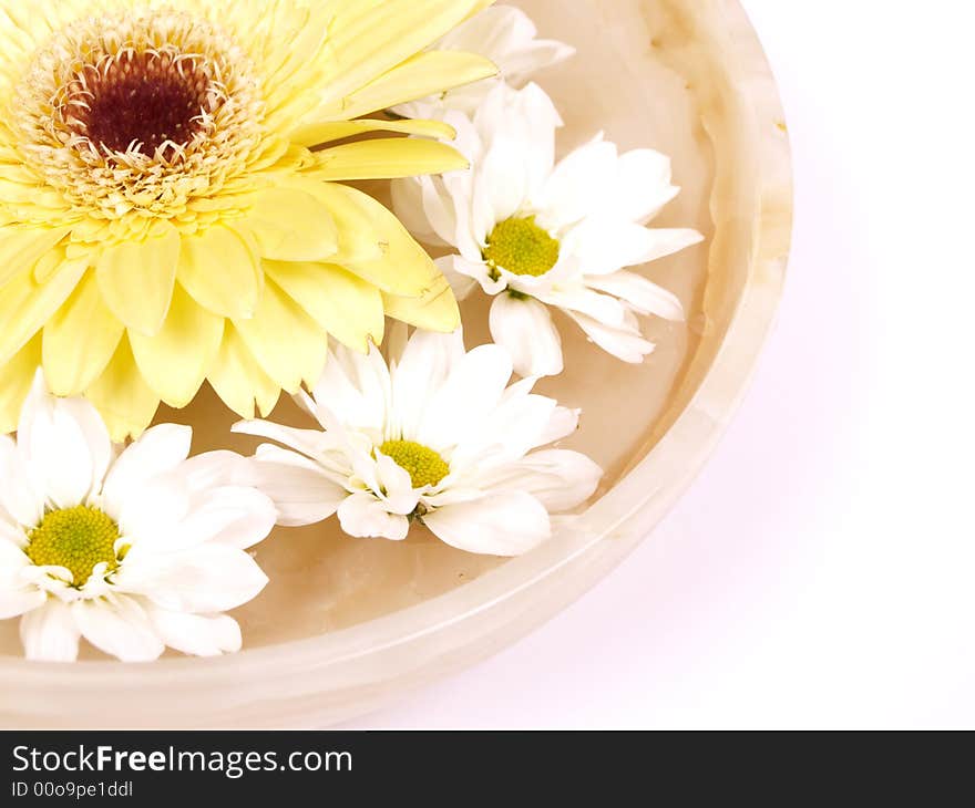 Daisies  in a bowl of water