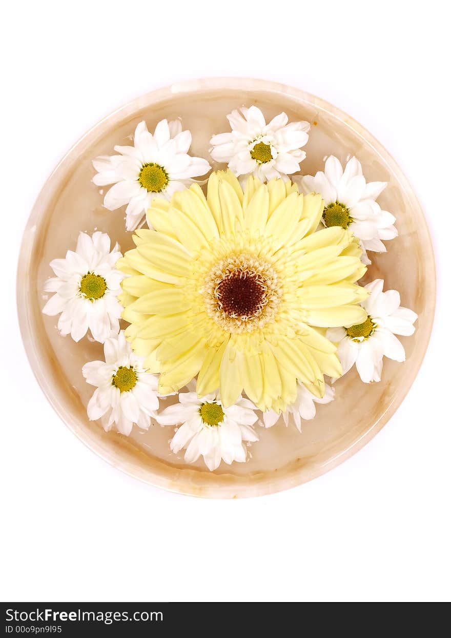 Daisies  in a bowl of water