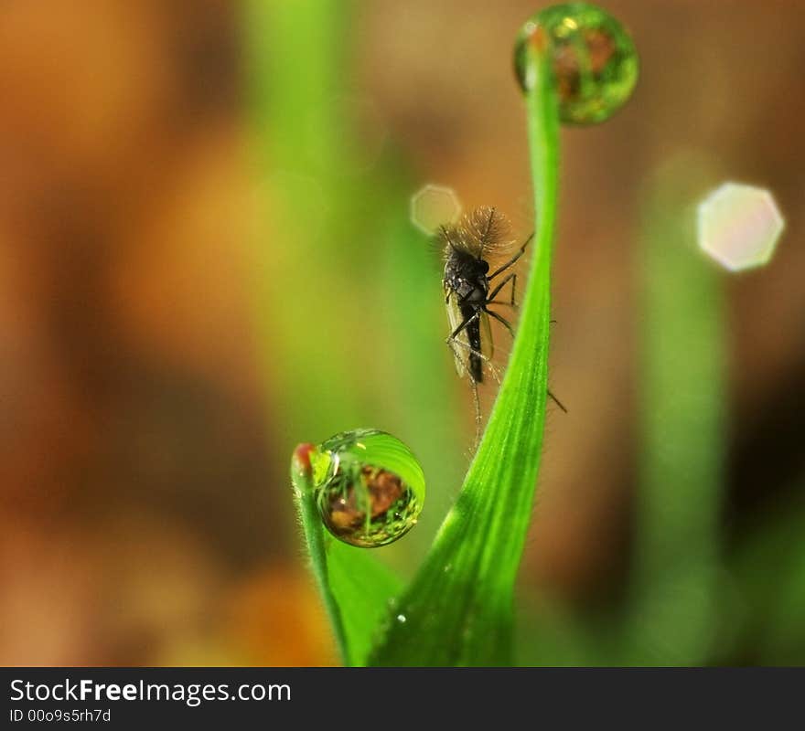 Macro photography with nice background. Macro photography with nice background