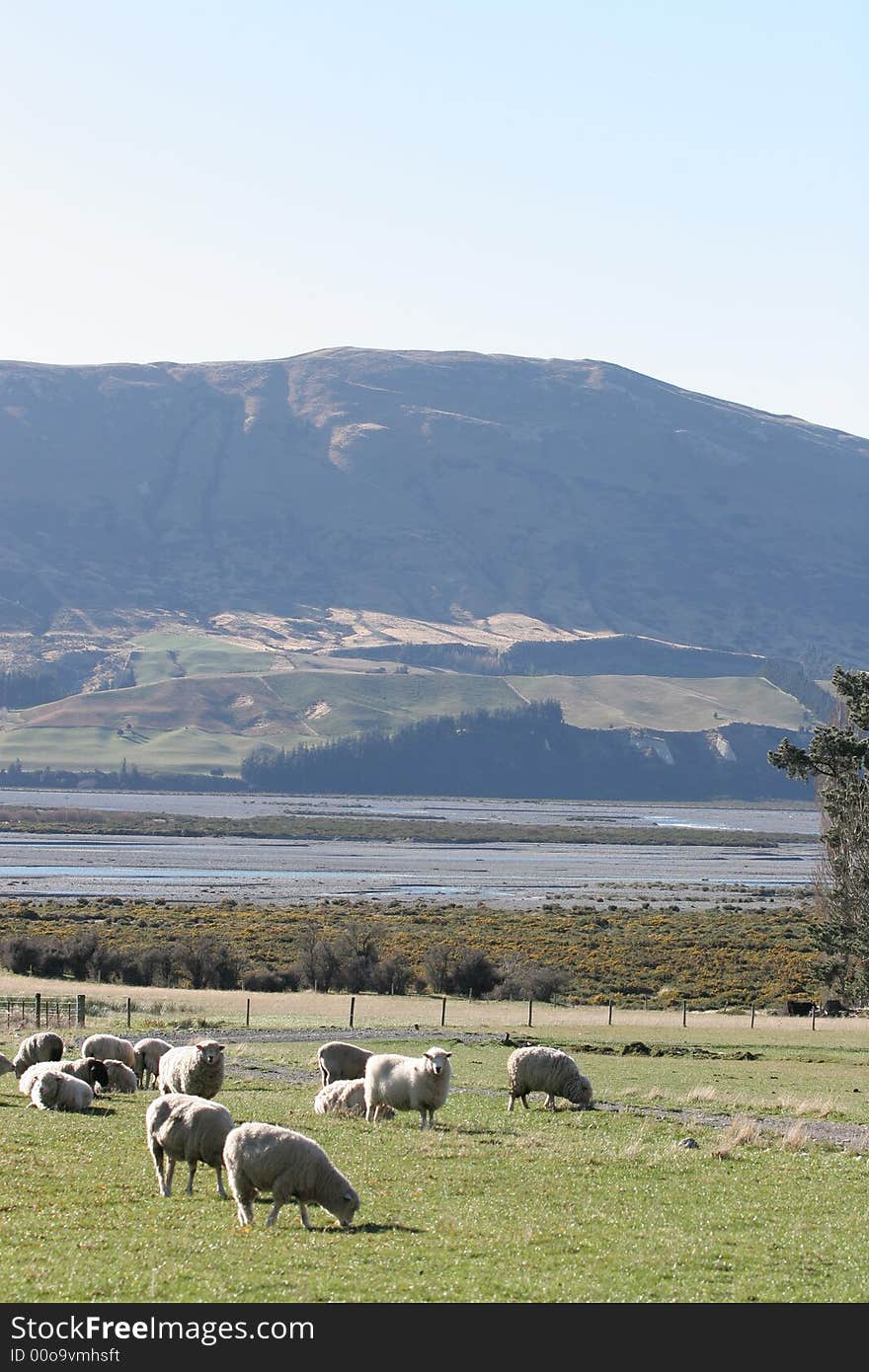 Sheep grazing in the high country of the South Island of New Zealand, Rakaia river backdrop. Sheep grazing in the high country of the South Island of New Zealand, Rakaia river backdrop.