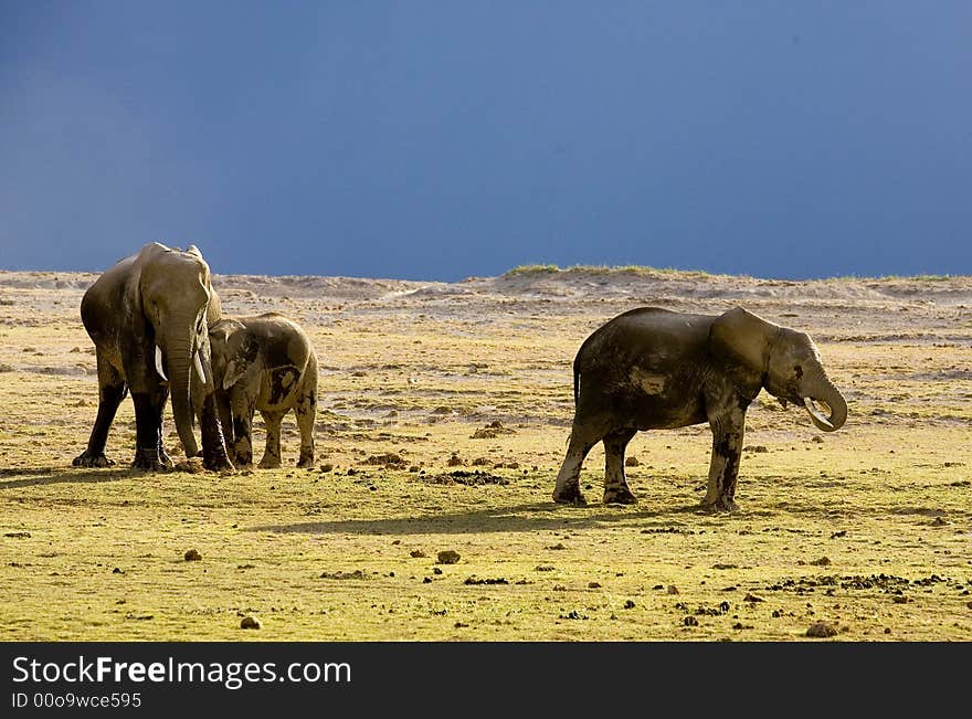 Elephant in the sunshine