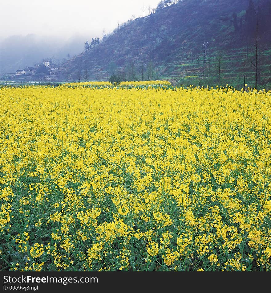 it is a rapeseed field with mountain. location is in China.
use 120 film
See more my images at :) http://www.dreamstime.com/Eprom_info