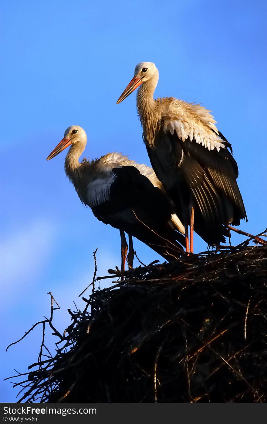 Two storks