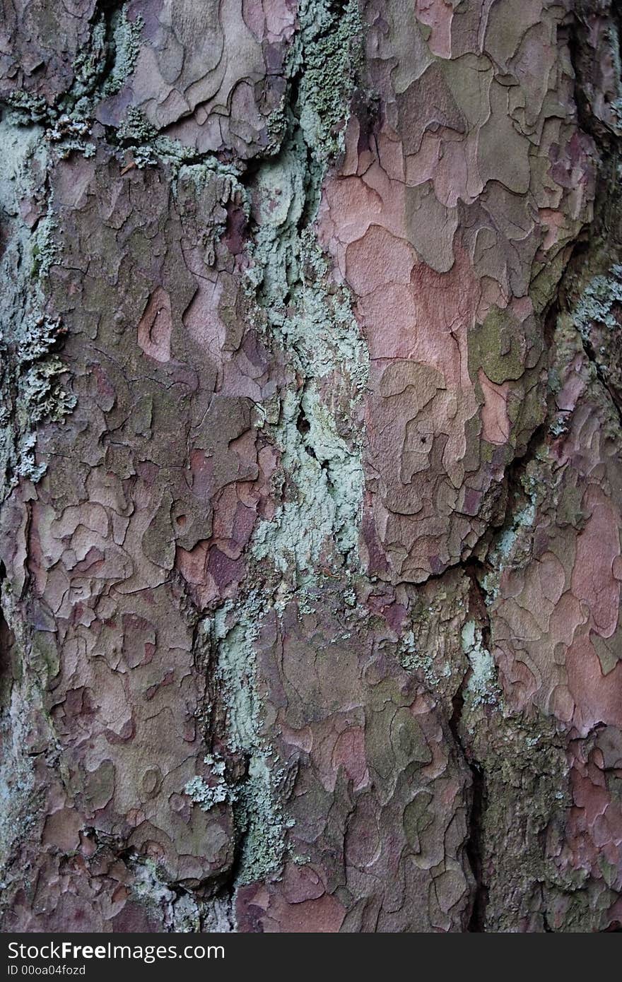 A picture of the bark of an old pine tree. A picture of the bark of an old pine tree.