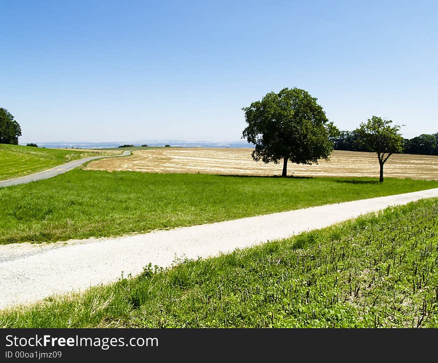 Two small trees on the field and two path. Summer beauty day. Two small trees on the field and two path. Summer beauty day