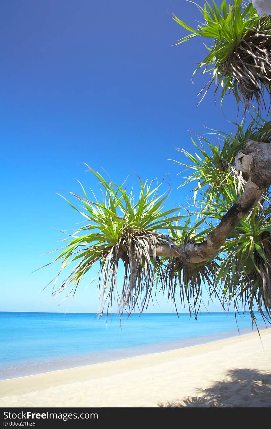 View of nice empty sandy beach with fragment of a mangrove tree. View of nice empty sandy beach with fragment of a mangrove tree