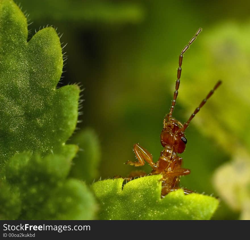 Macro photography of an interesting bug. Macro photography of an interesting bug