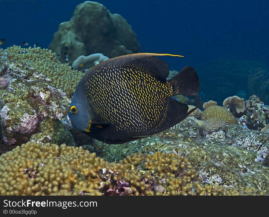 French Angel Fish