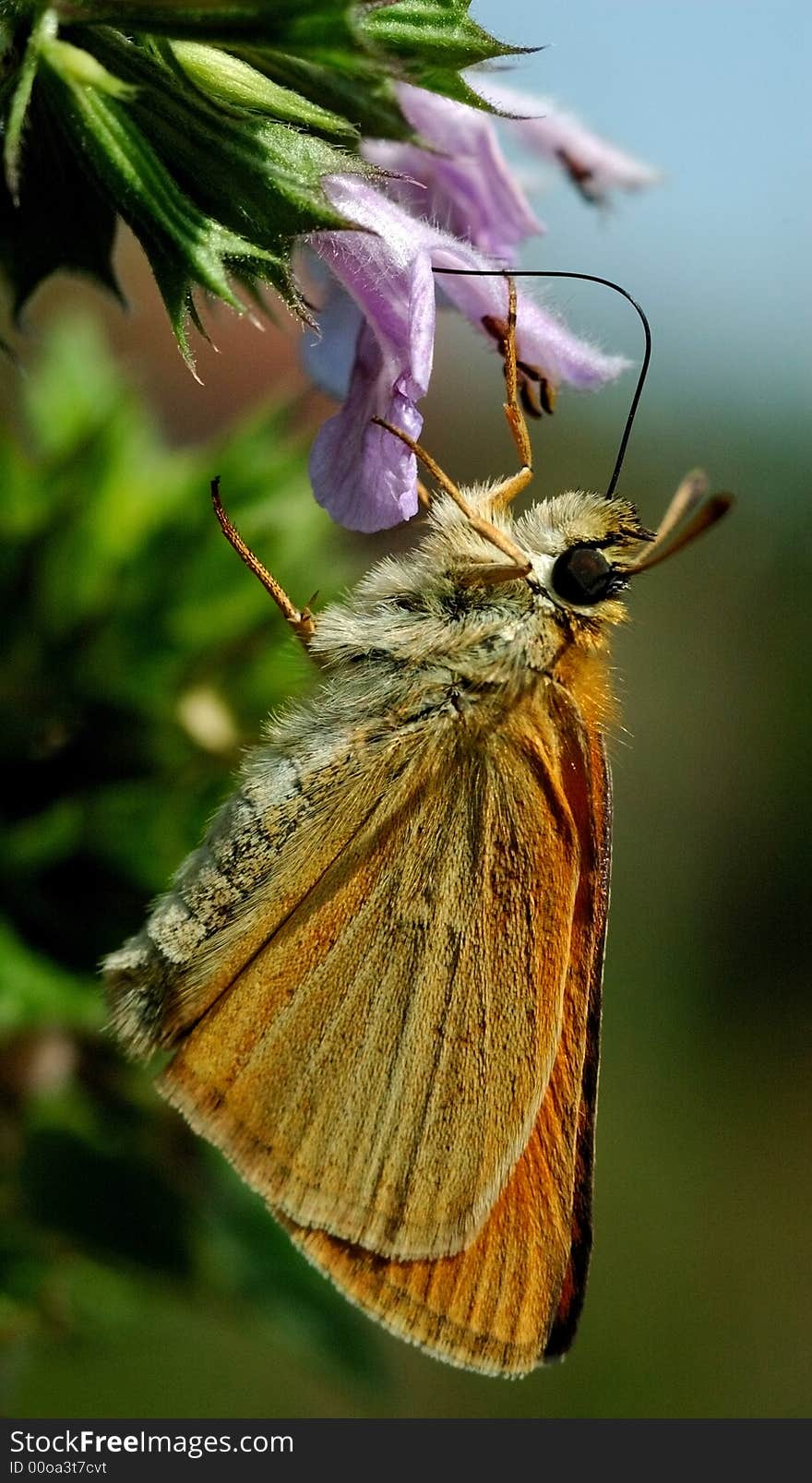 Feeding on a plant