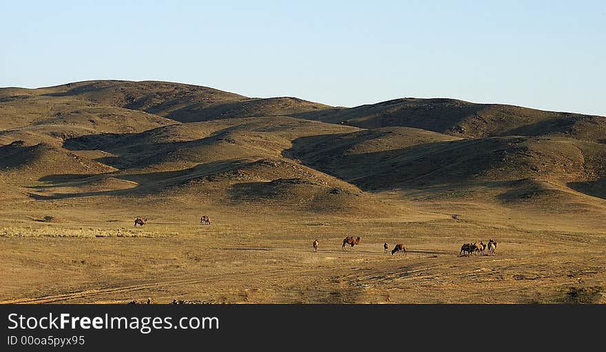 Camel on hill side