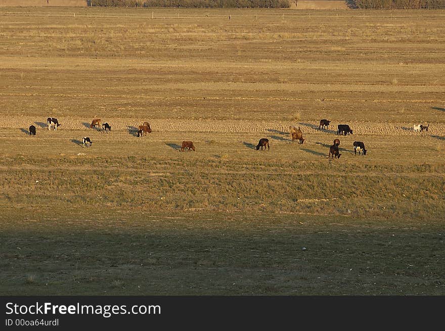 A group of cows eating