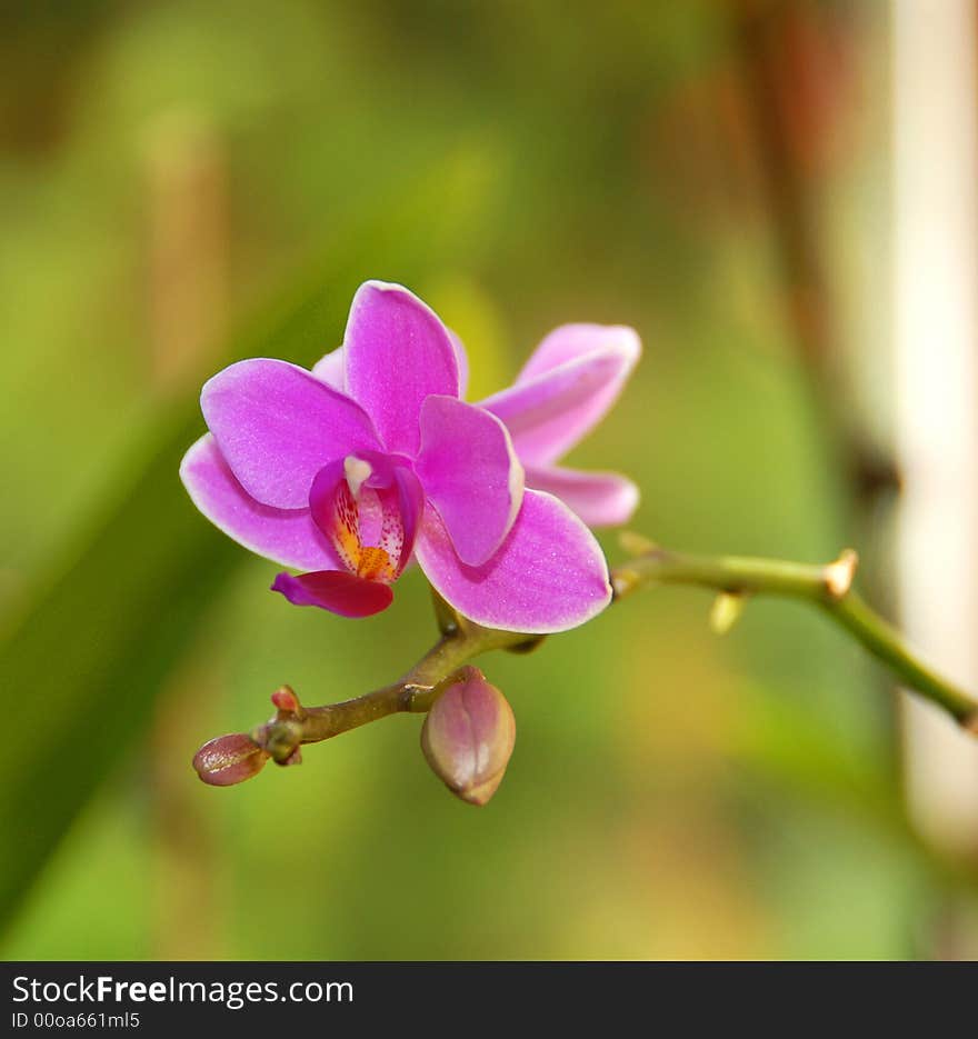 Another pink orchid in the garden. Another pink orchid in the garden