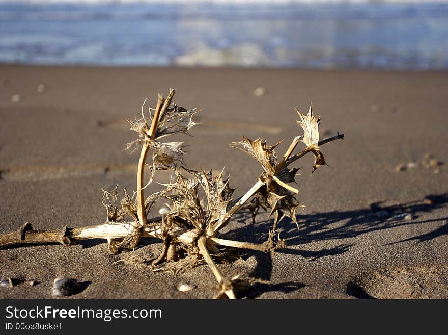 Branch On The Beach