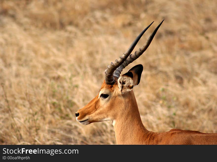 Antelope