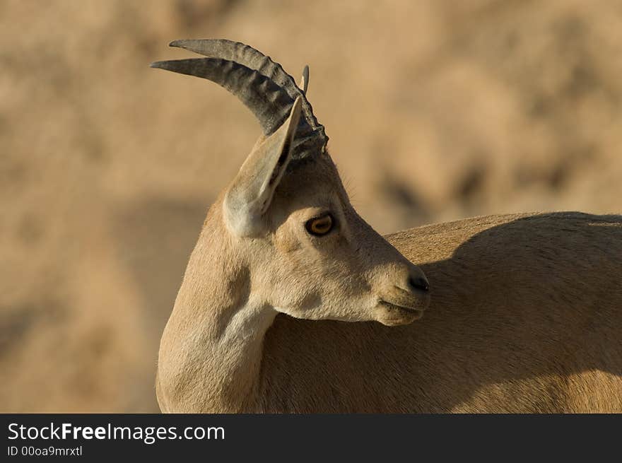 Young goat turned her head backward scaring from danger. Young goat turned her head backward scaring from danger