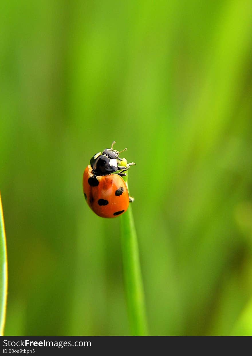 Ladybug