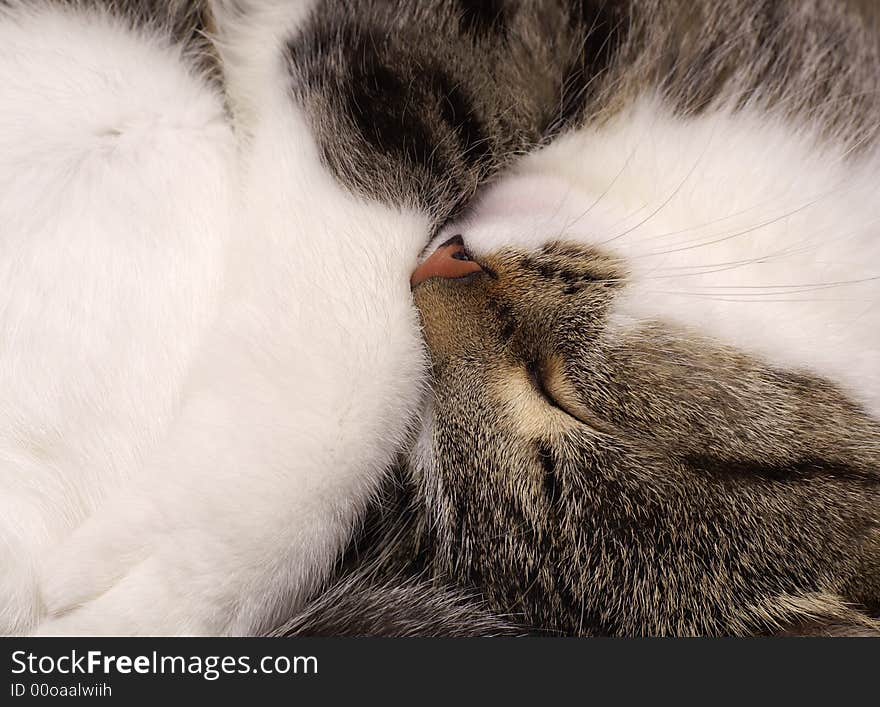 Cat rolled up into a ball. Cat rolled up into a ball