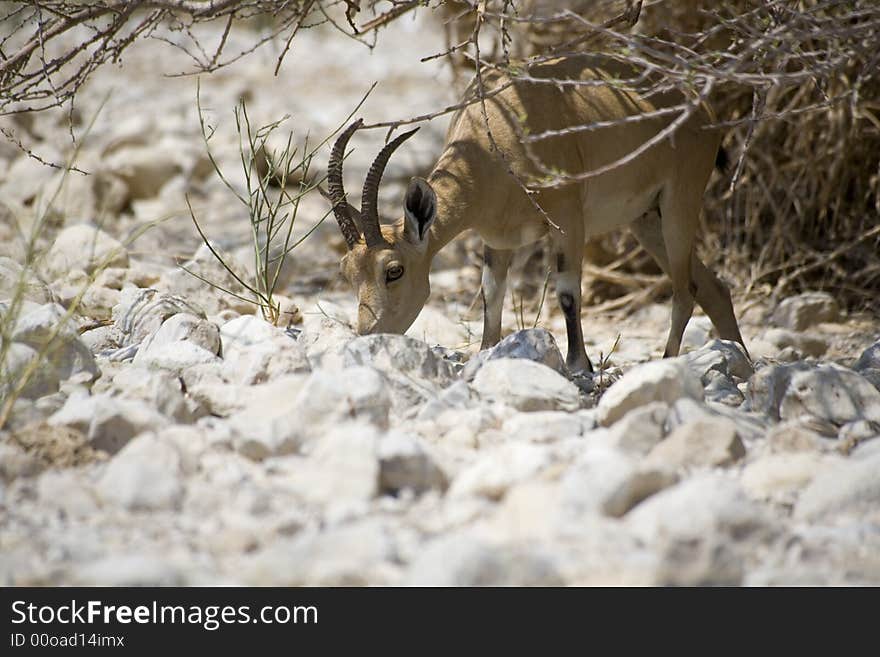 Nubain ibex near Ein Gedi, Dead Sea, Israel. Nubain ibex near Ein Gedi, Dead Sea, Israel