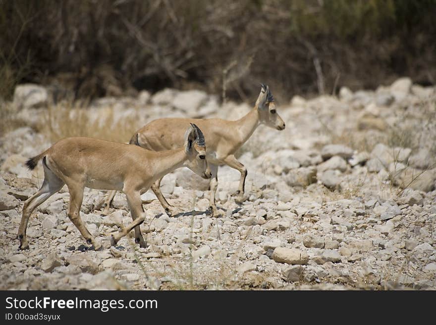 Two nubian ibexes in preserve near Dead Sea