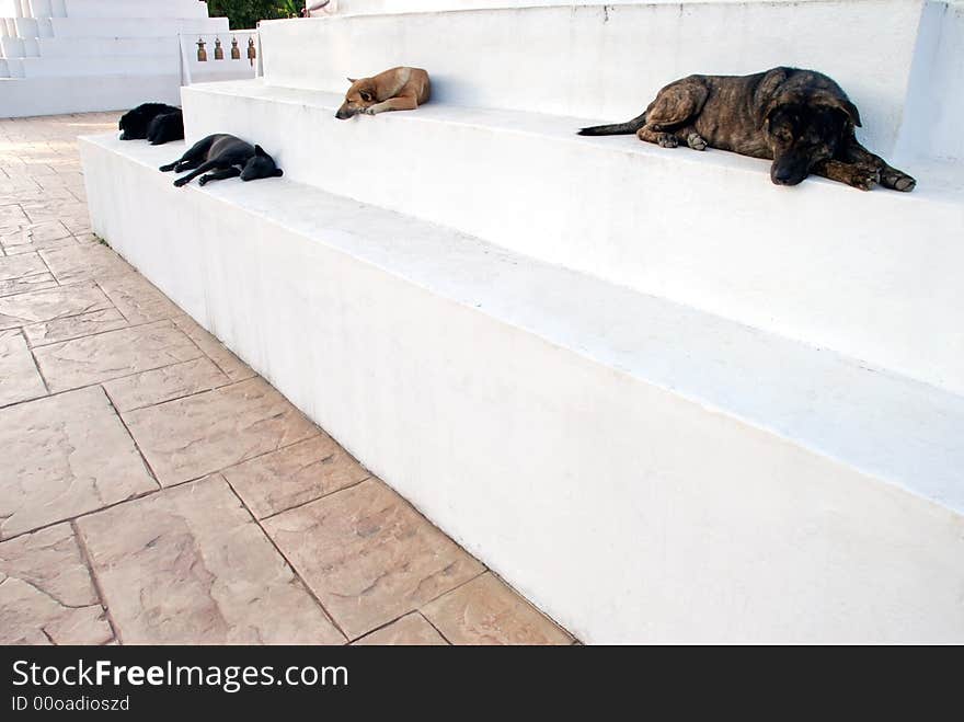 4 dogs sleeping in a temple in Thailand. 4 dogs sleeping in a temple in Thailand