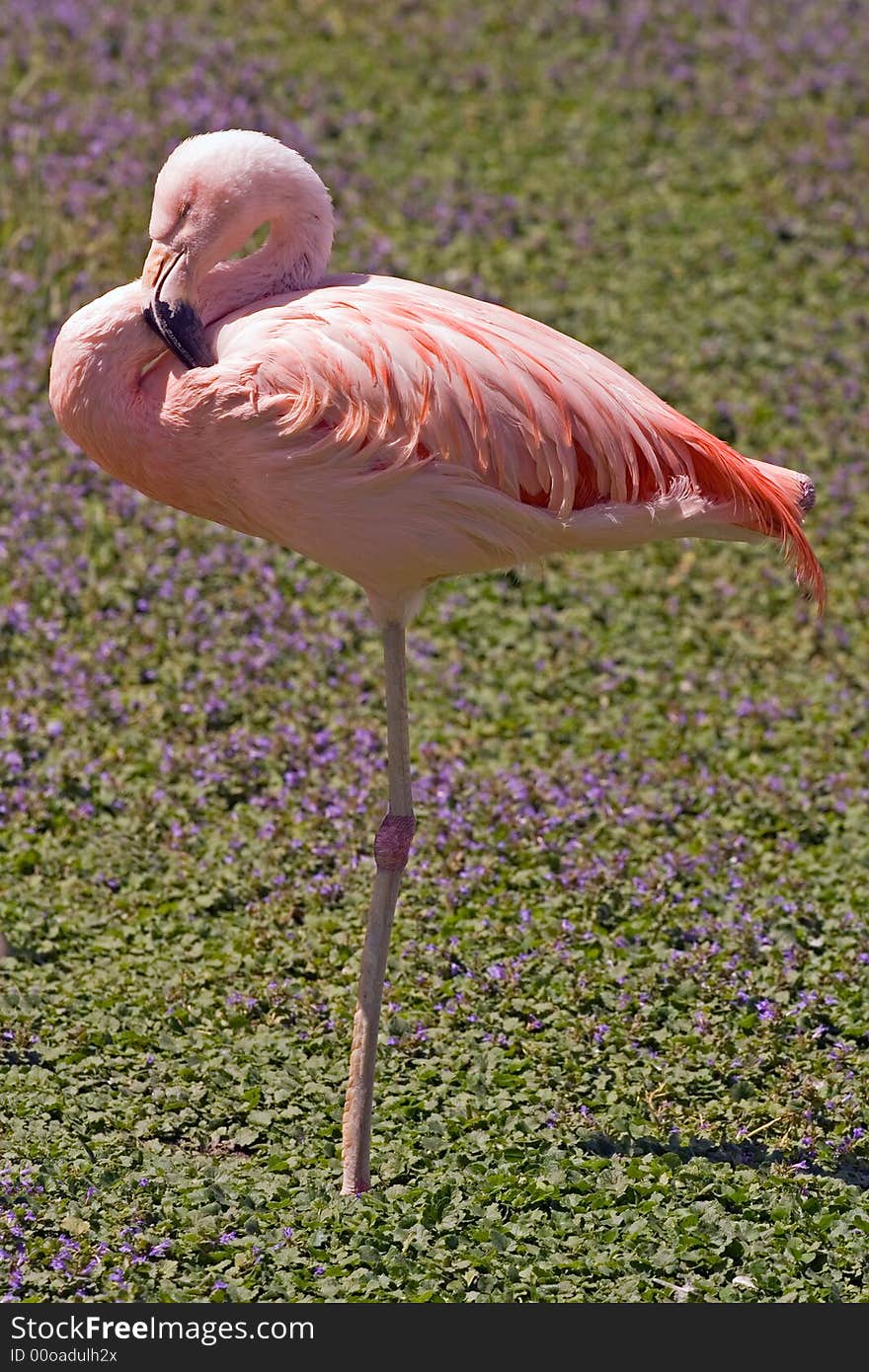 Pink flamingo sleeping standing up in a field of purple flowers. Pink flamingo sleeping standing up in a field of purple flowers