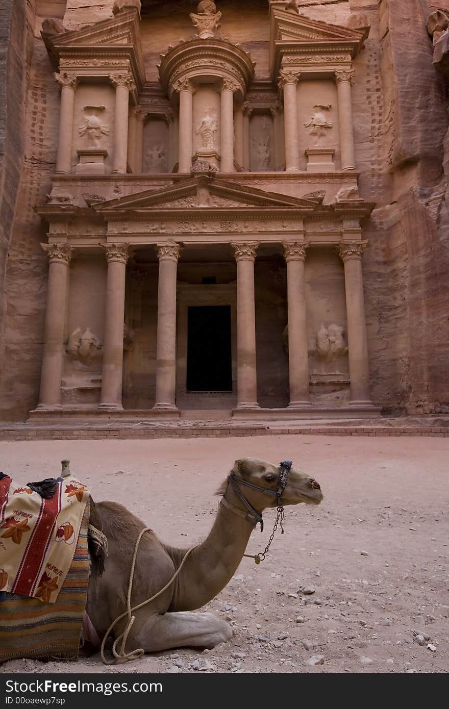 Camel in front of the Treasury Petra Jordan