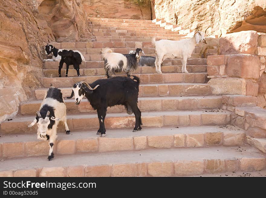 Mountain goats on stairs Petra Jordan