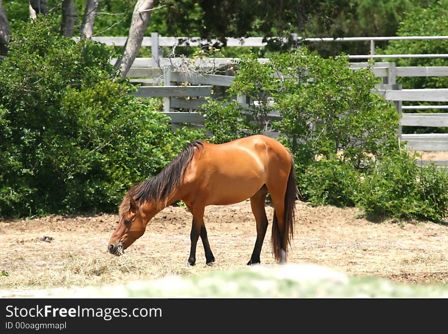 Wild pony in a pen on Ocracoke Island