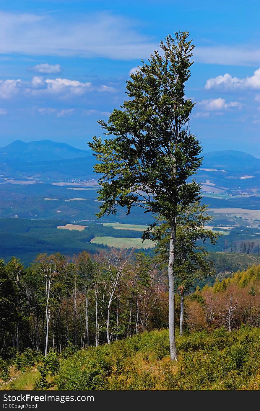 Lonely tree