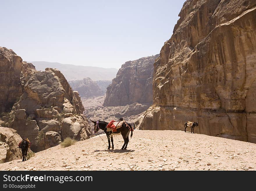 Donkeys with view of wadis near Petra Jordan