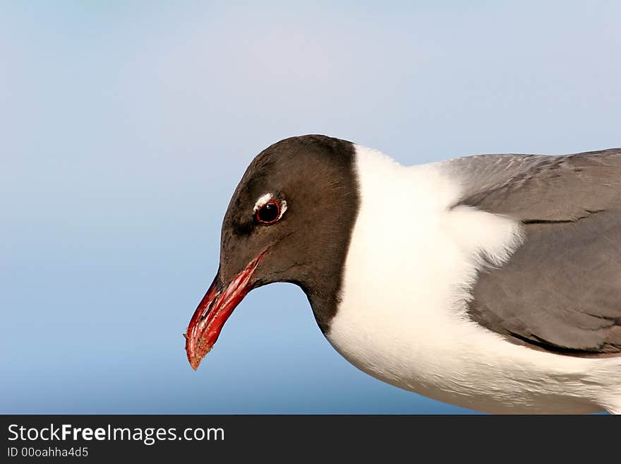 Laughing Gull