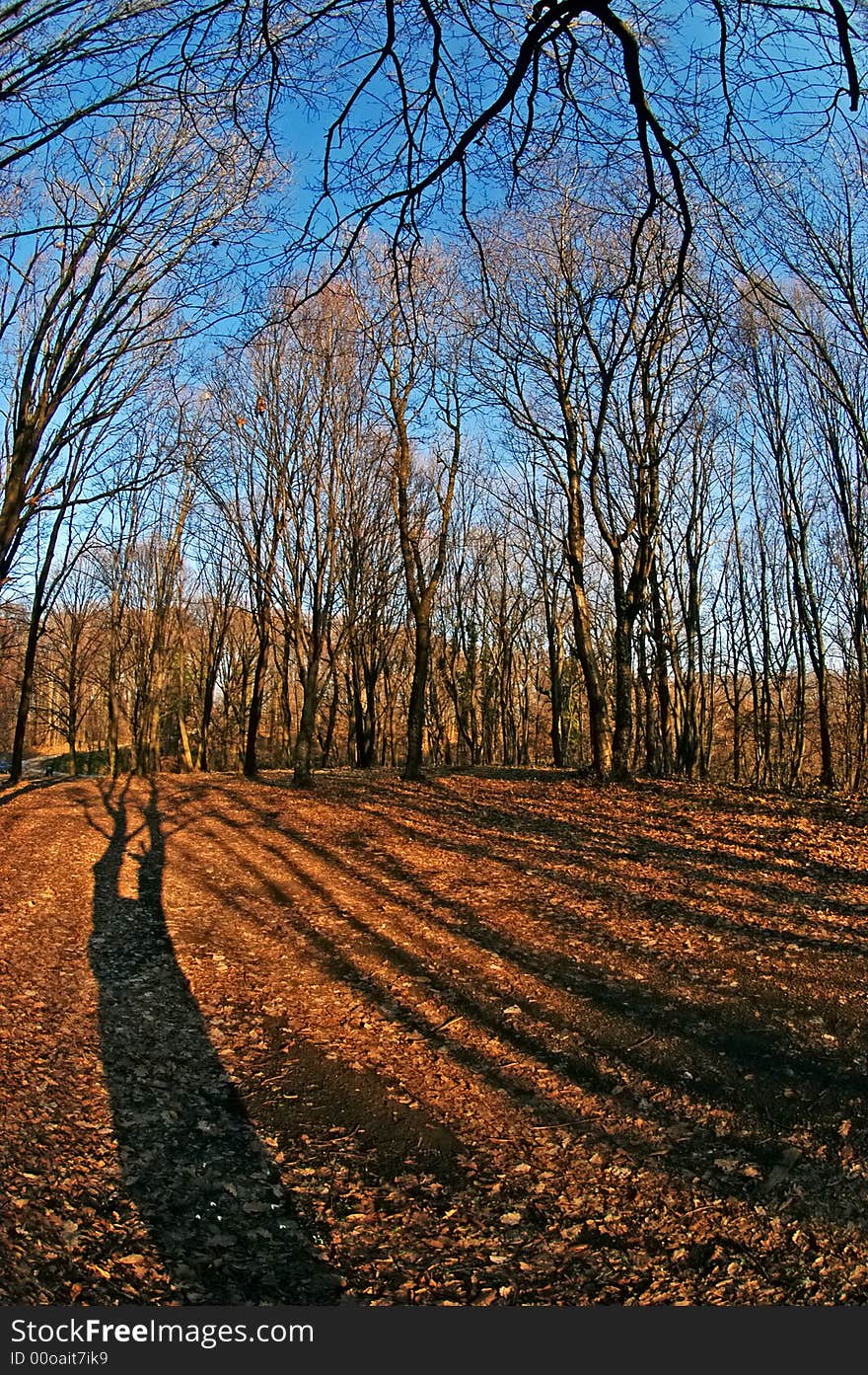 Trees At The Late Autumn