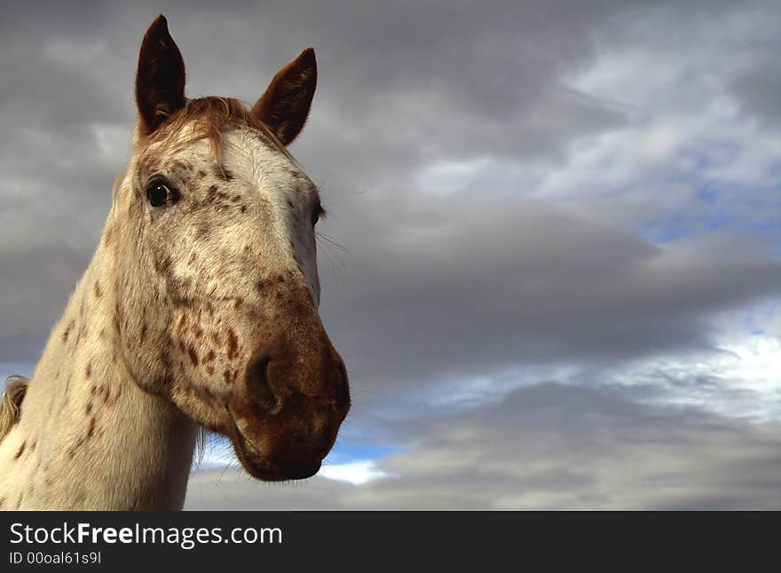 Closeup of an Appaloosa mare horse. Closeup of an Appaloosa mare horse