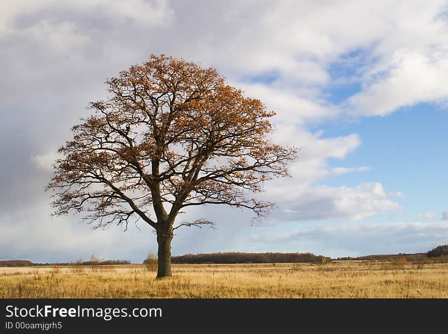 Oak in autumn field