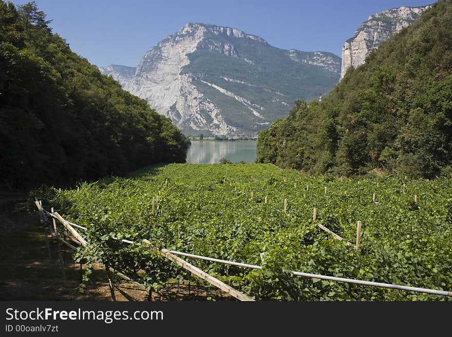 Sunlit vineyard nearby lake