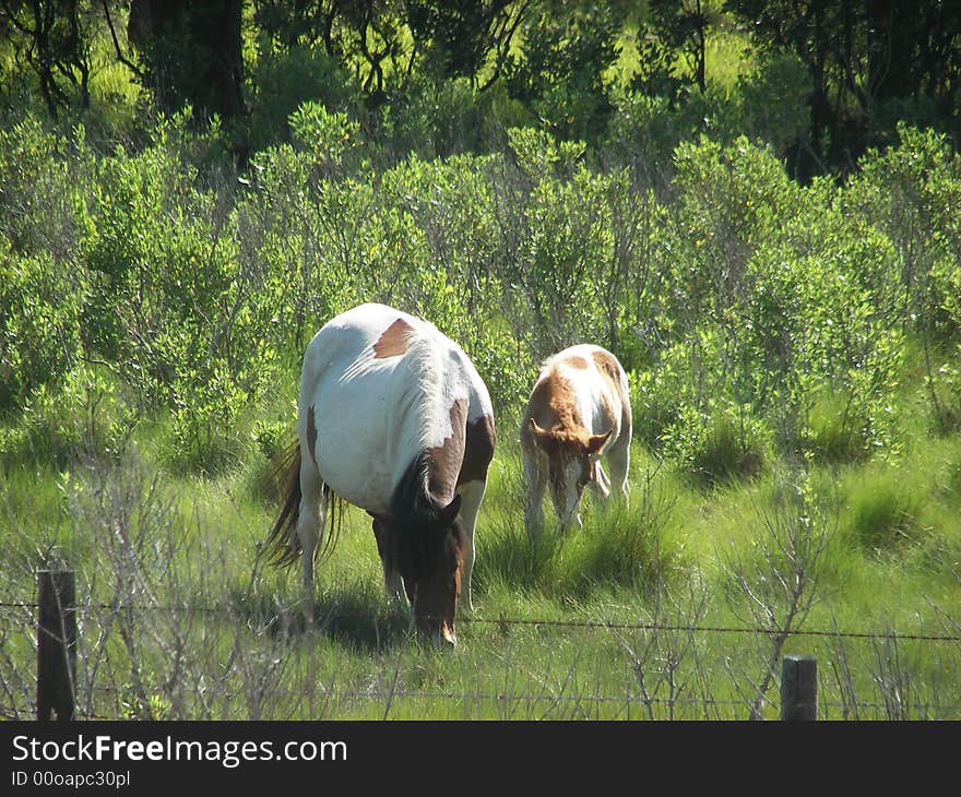 Mare and Foal